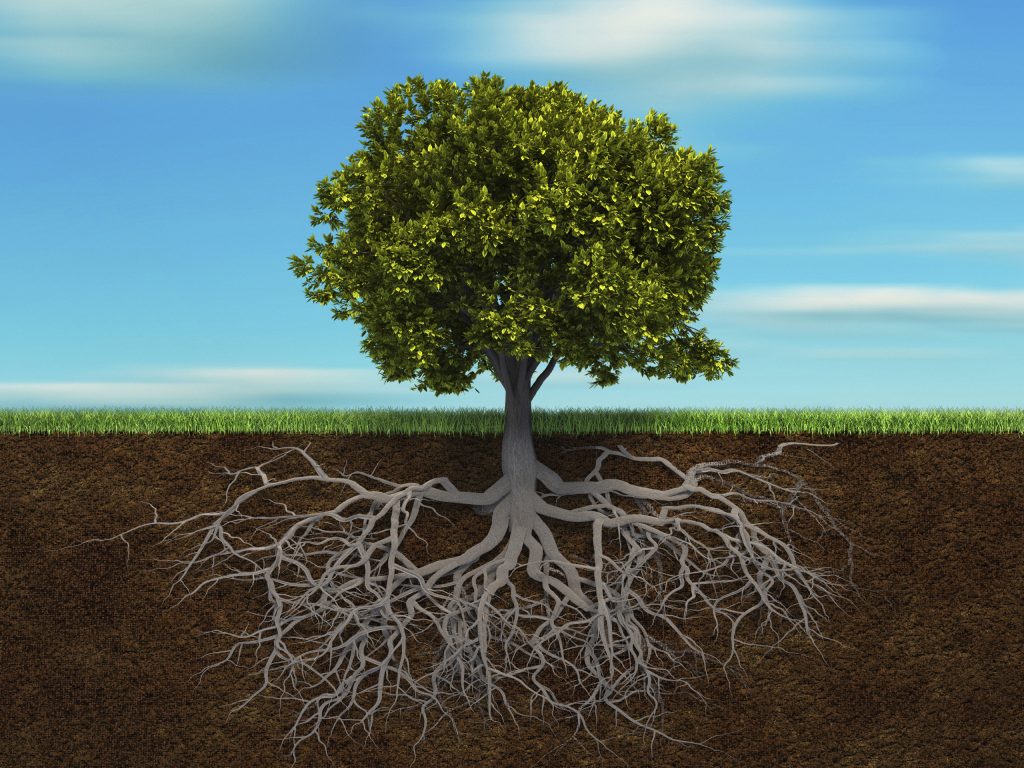 How to deal with Invasive Tree Roots Barker & Sons Plumbing