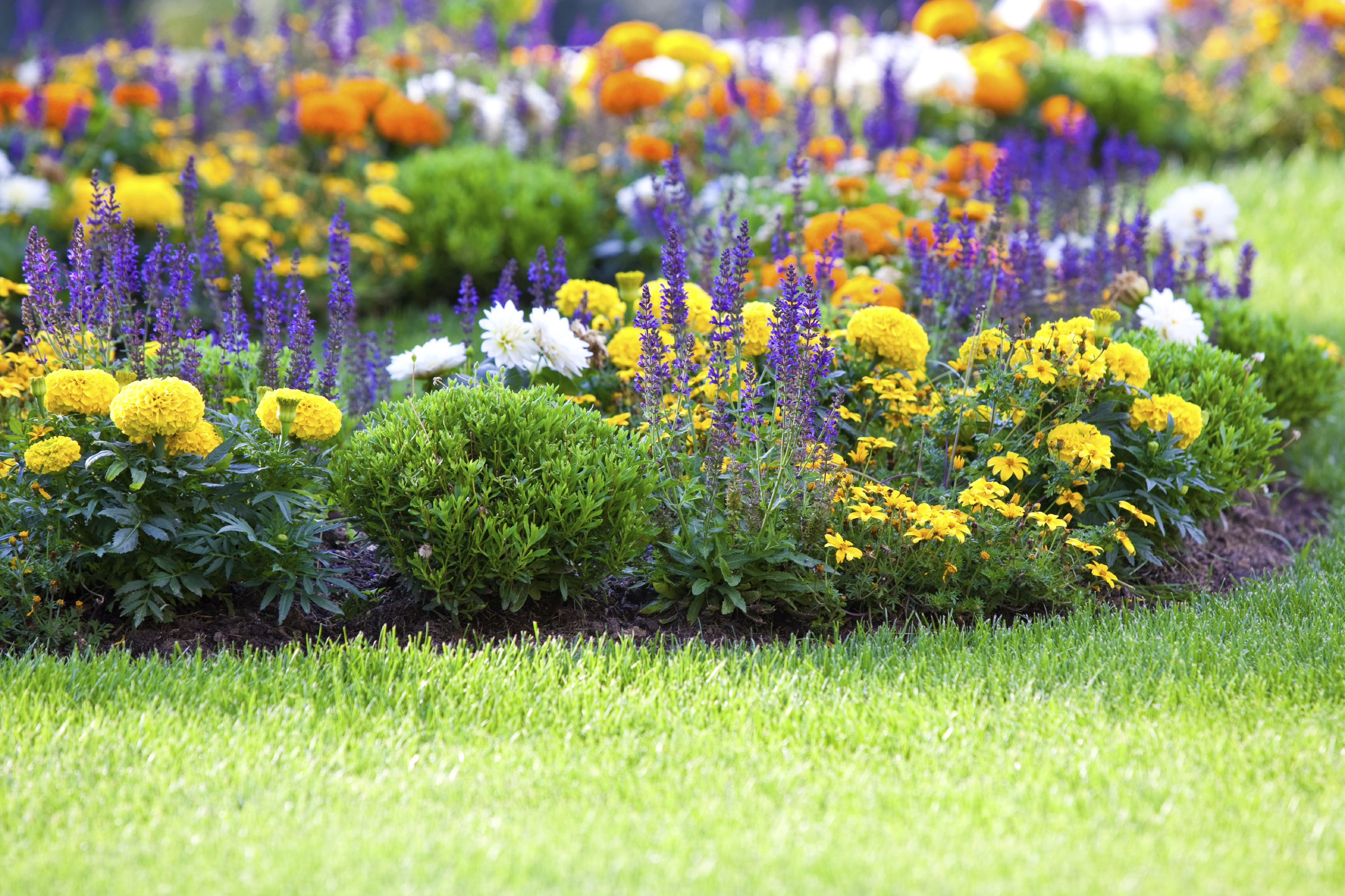 Garden flowers перевод. Миксбордер рабатка Люпин Флокс. Цинии низкорослые бордюрные. Миксбордер целозия. Космея в миксбордере.