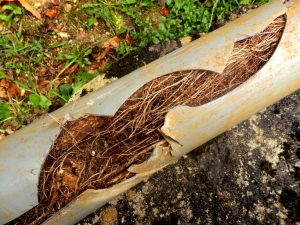 Tree Roots in Pipe needing sewer line repairs
