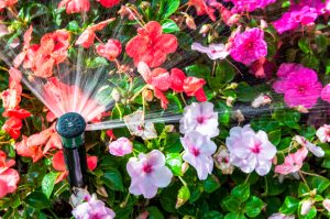 A sprinkler spraying water on pink and red flowering summer plants