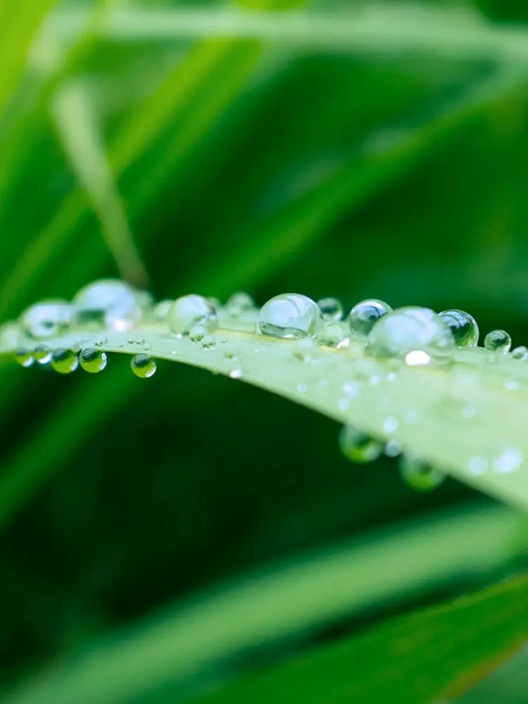 Green grass with dew drops