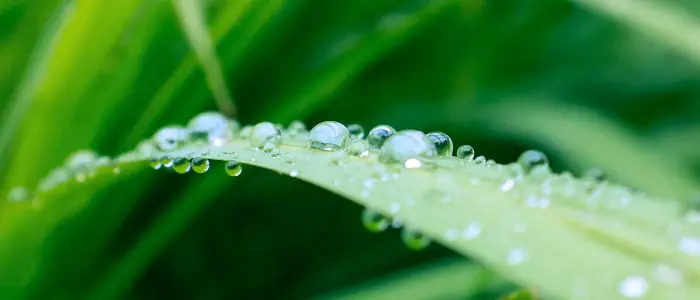 Green grass with dew drops