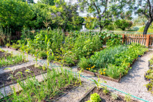 garden in yard