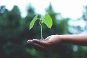 Someone holds dirt and a plant in their hand.