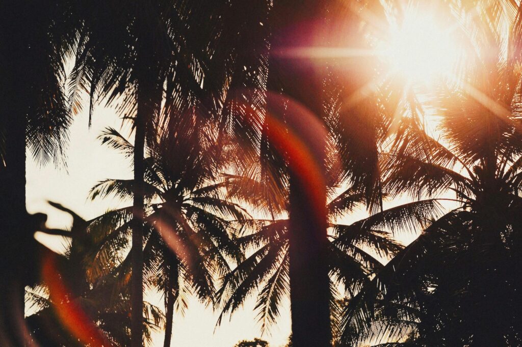 Sunlight shines through the leaves of several palm trees, casting shadows and lens flares in a tropical outdoor setting. The scene remains tranquil, even during summer dry spells.
