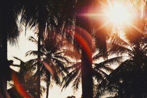 Sunlight shines through the leaves of several palm trees, casting shadows and lens flares in a tropical outdoor setting. The scene remains tranquil, even during summer dry spells.